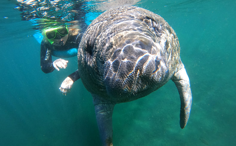 Florida’s Nature Coast Manatees Are on the Move