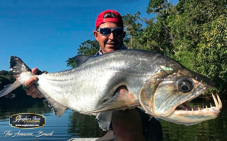 https://anglersinn.com/uploads/images/anglers-inn-amazon-wolf-fish-expedition/_790x490_crop_center-center_85/Wolf-Fish-10.jpg