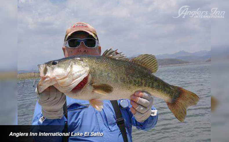 Storm Wildeye Shad Swimbait